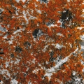 Token 141