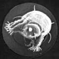 Le Tardigrade