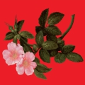 The Lyrical Edge LP