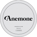 Anemone 34