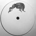 Weevil Adult